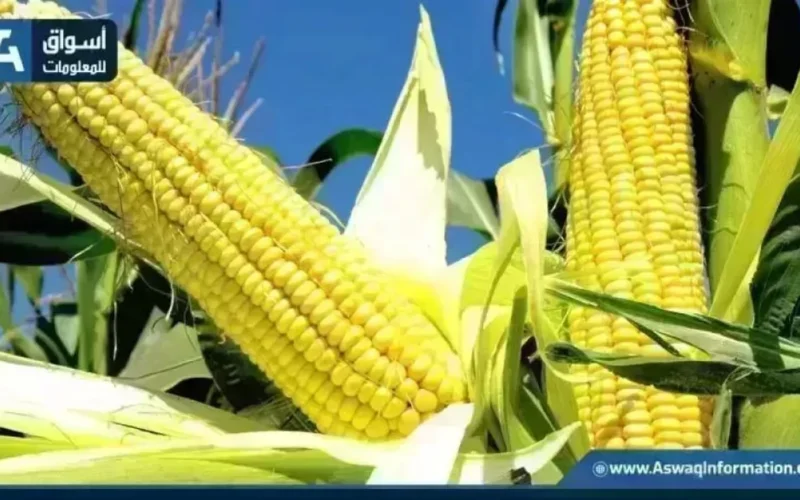 تحديث يومي سعر طن الذرة الصفراء عند التجار الخميس